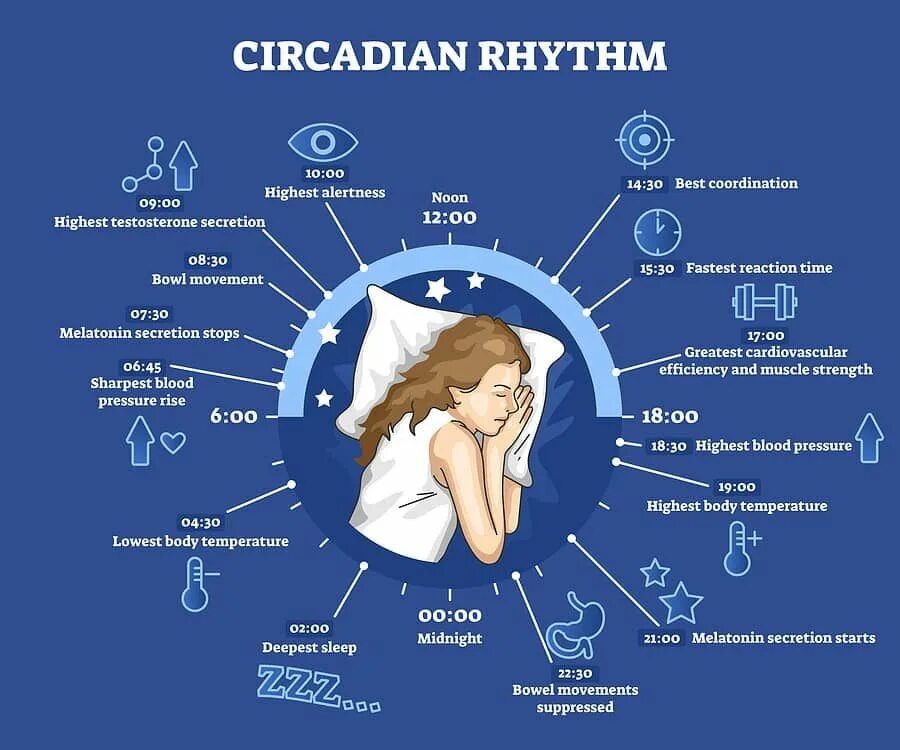 Adenosine and circadian rhythm. Crm система bitrix24. Circadian rhythm drake. Circadian rhythm fasting. Circadian rhythm.