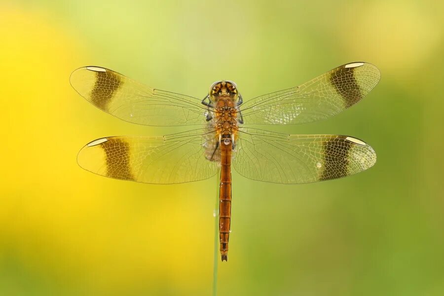 сжатобрюх предгорный. сжатобрюх. сжатобрюх перевязанный. стрекоза перевязка. стрекоза перевязанная.