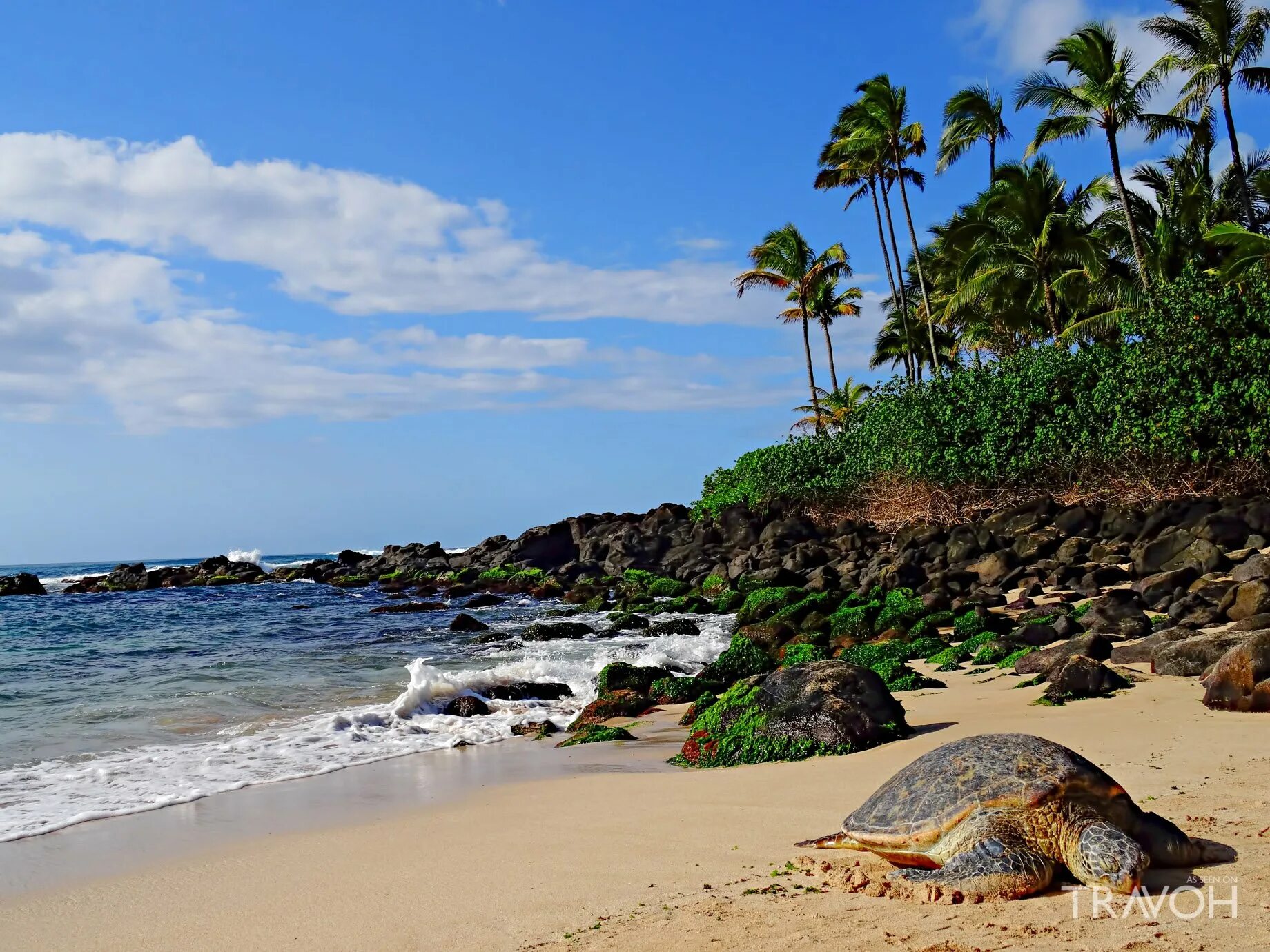 Черепахи канкун. Шри ланка черепахи на пляже. Хиккадува черепахи. Хиккадува шри ланка черепаший пляж. Пляж черепах унаватуна.