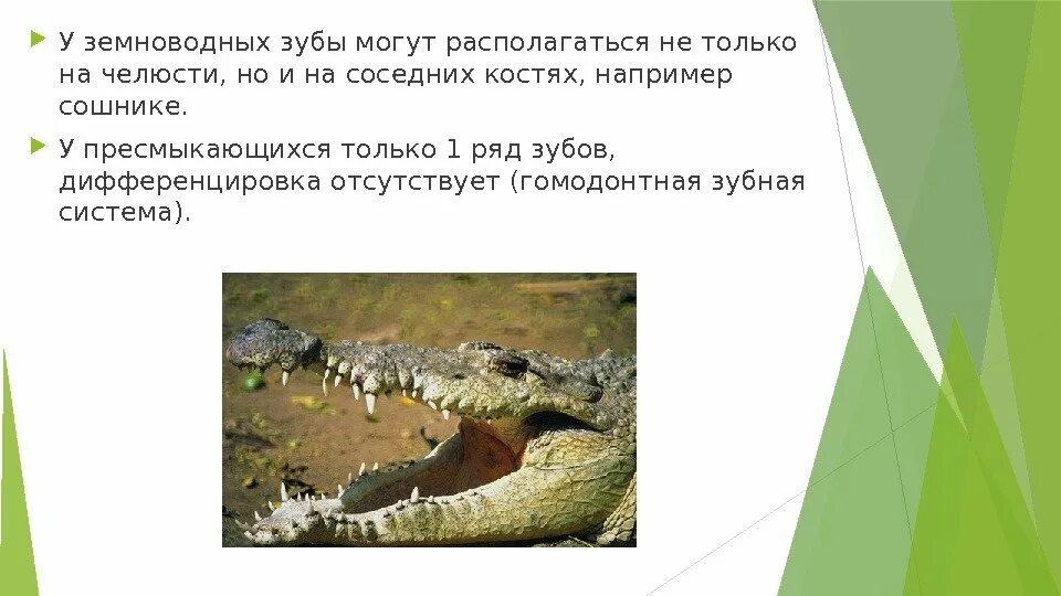 Зубы гомодонтной системы. Гомодонтная зубная система характерна для. У кого из животных гомодонтная зубная система. Гомодонтная и гетеродонтная. Дифференциация зубов у млекопитающих.
