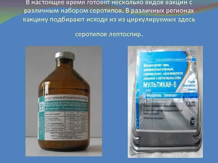 Вакцина против лептоспироза крс армавирская. Сыворотка против лептоспироза крс. Поливалентная гипериммунная сыворотка против лептоспироза. Поливалентная гипериммунная сыворотка против лептоспироза. Вакцина против сальмонеллеза пастереллеза телят.
