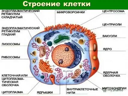 В клетках человека есть