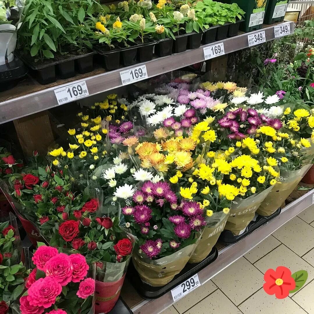 Все цветы по одной цене. Магазин цветов в горшках. Цветочный магазин в Ашане. Ашан цветы. Ашан цветы в горшках.