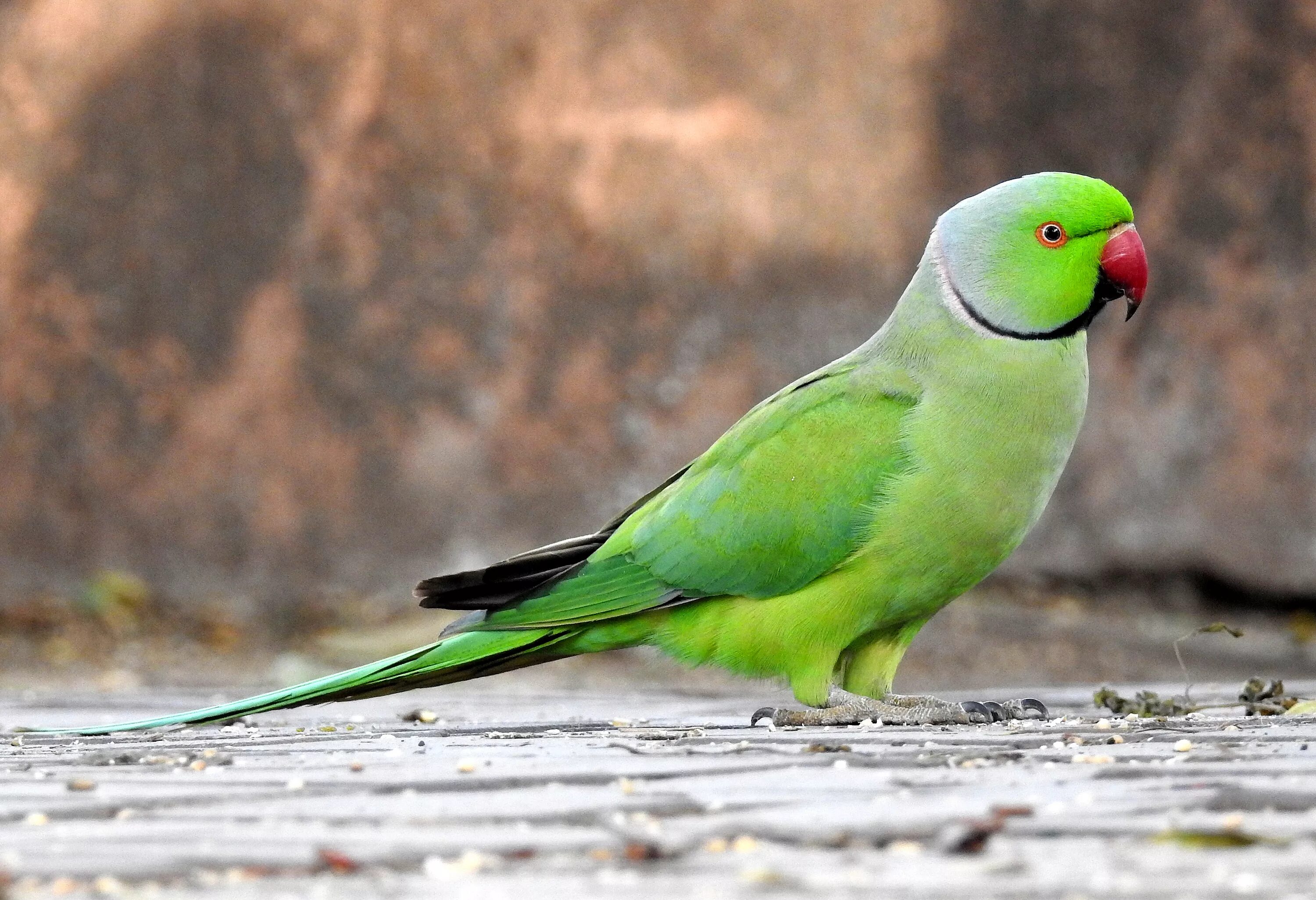 Попугай кольчатый ожереловый. Ожереловый попугай Крамера. Ожереловый попугай зеленый. Индийский кольчатый попугай.