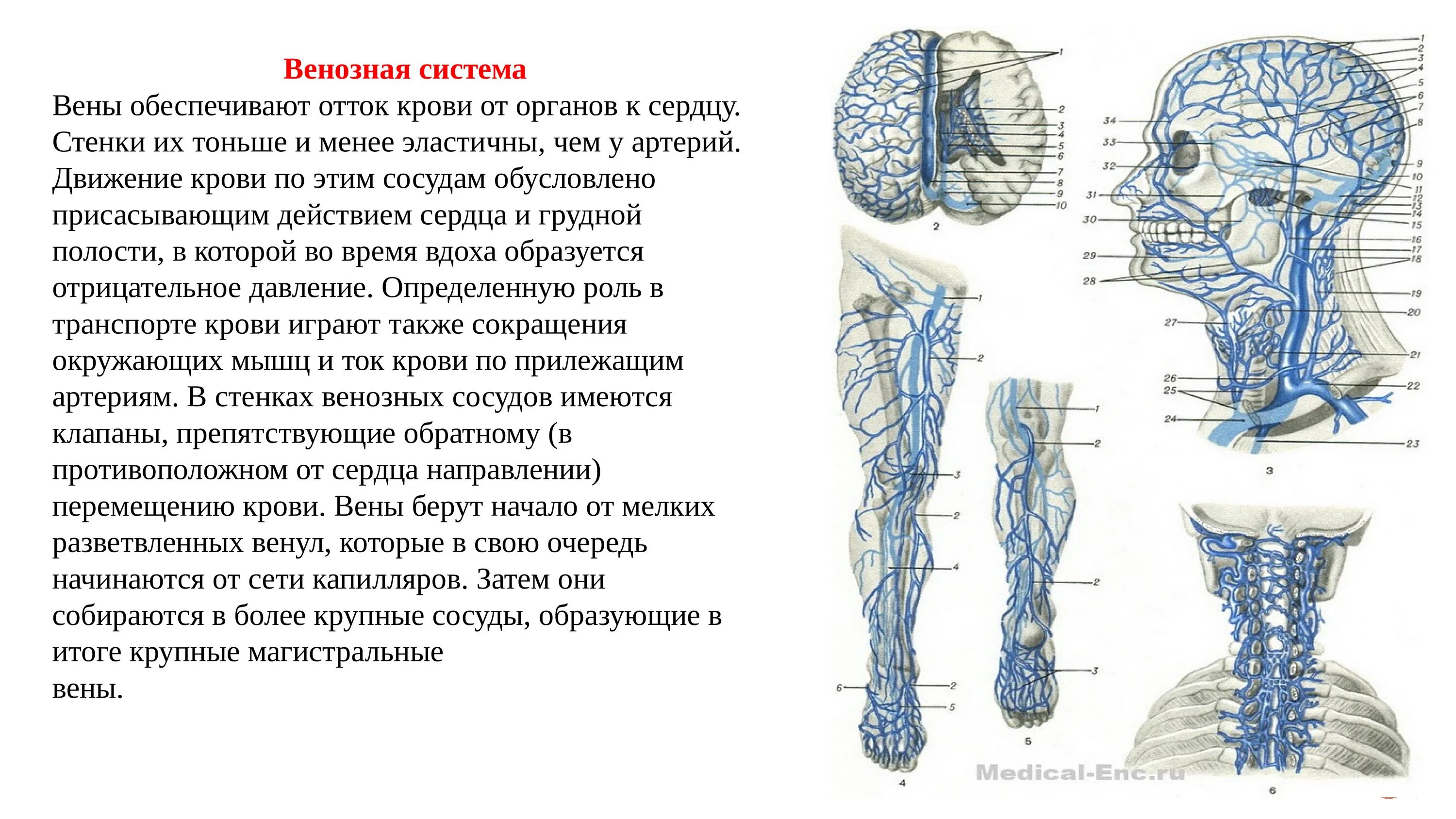 Название самой большой вены у человека. Принципы венозного оттока от органов и частей тела. Венозная система человека кратко. Схемы оттока венозной крови.