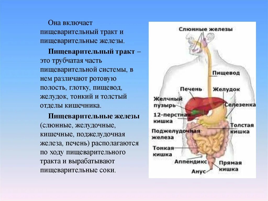 Пищевод процессы пищеварения