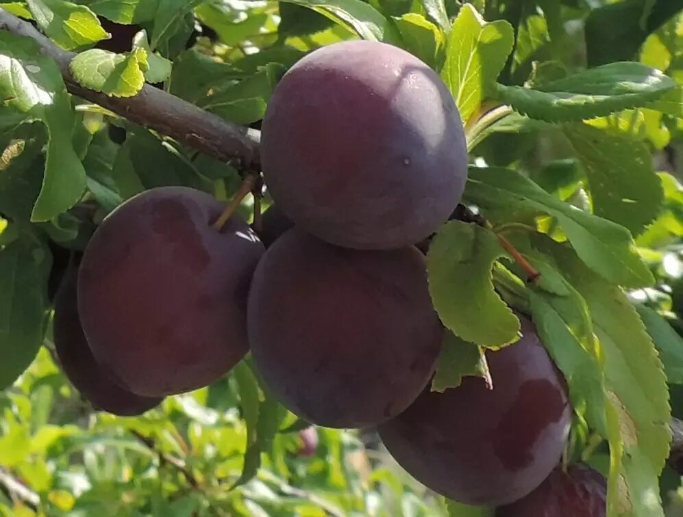 Алыча иволга. Сорт абрикоса лимонка. Алыча гибридная злато скифов. Алыча желтая злато скифов. Абрикос обыкновенный плодовые деревья.