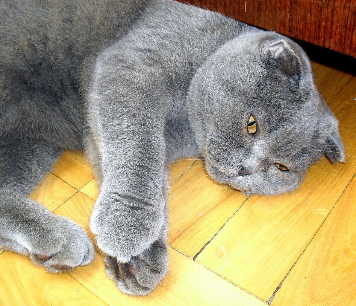 Сколько живет шотландская кошка в домашних условиях. Британская кошка вислоухая голубая. Шотландские вислоухие коты. Британский кот вислоухий серый. Кот британец вислоухий дымчатый.