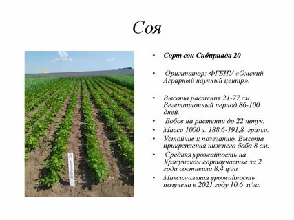 Сорта сои характеристика
