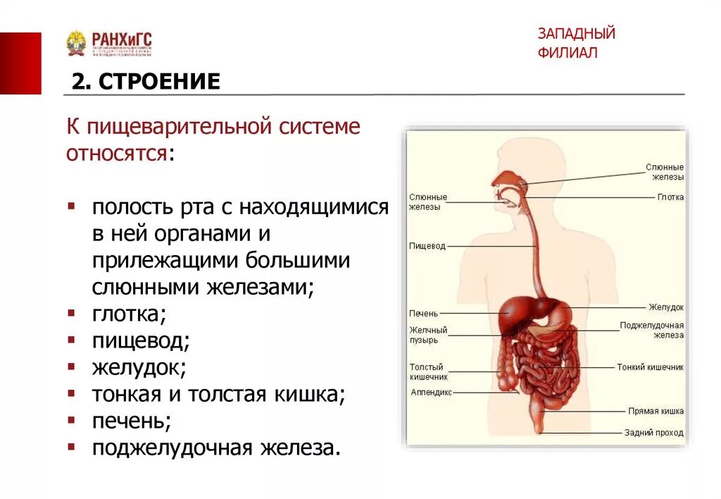 Печень относится к системе органов. Орган Нео носящ йся к пищеварительнойсистеме. Что относится к пищеварительной системе. К пищеварительной системе относят. Органы относящиеся кпищеваарительной системе.