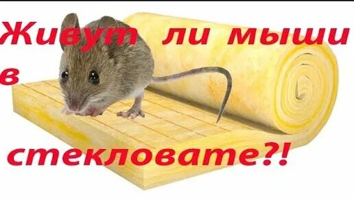 Пенопласт и мыши. Мыши в стекловате. стекловата мыши живут в. мыши в минвате. мыши в утеплителе.