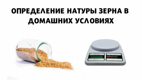 Натура пшеницы