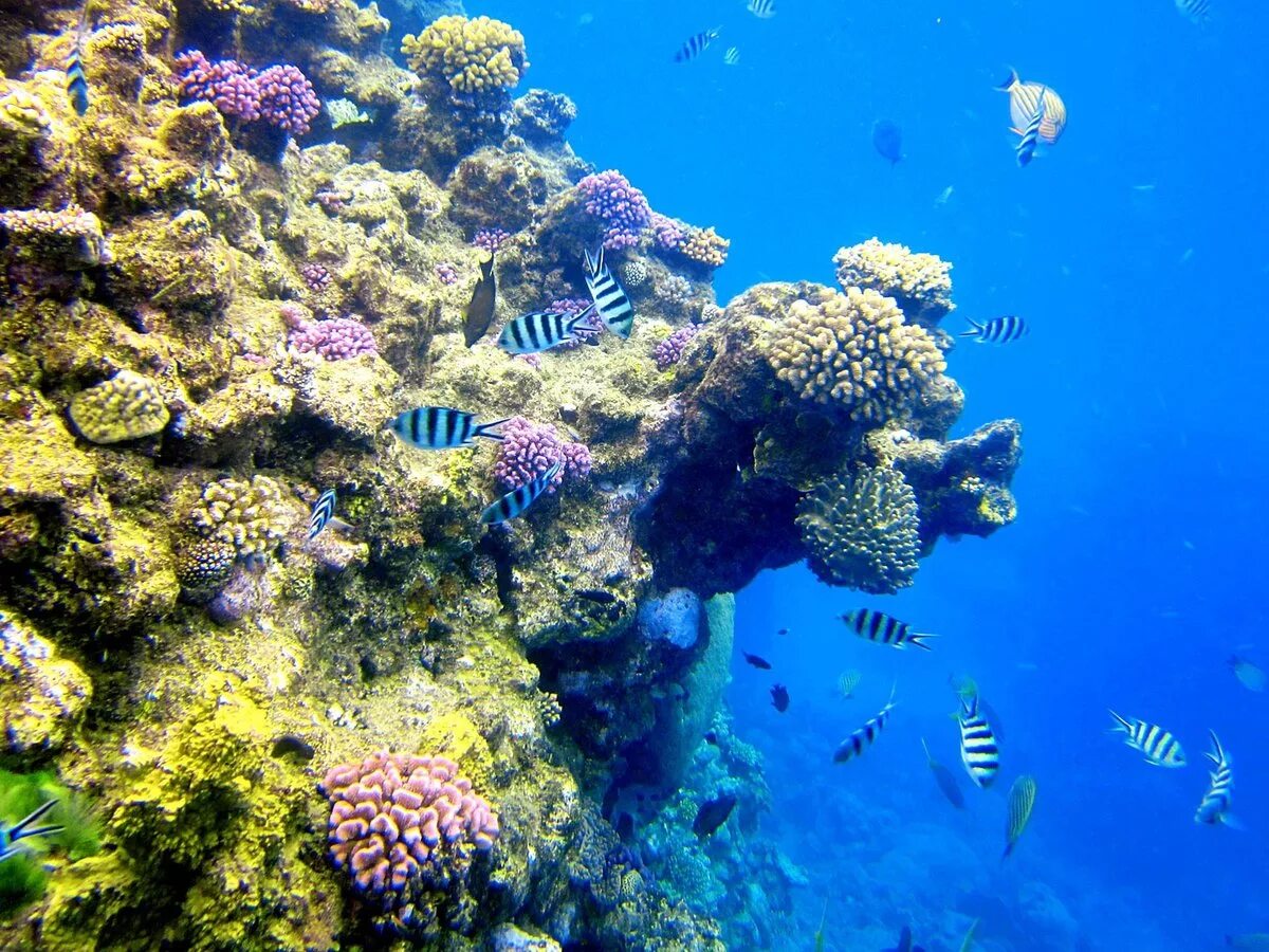 Great coral reef