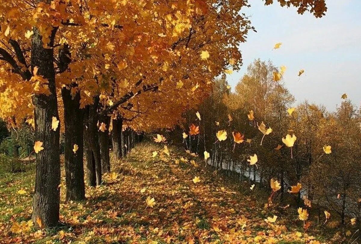 фон для рабочего стола осень. осенний листопад. синтаксический разбор предложения сухие листья тихо падают на землю. падающие листья. тихо листья падают на землю.