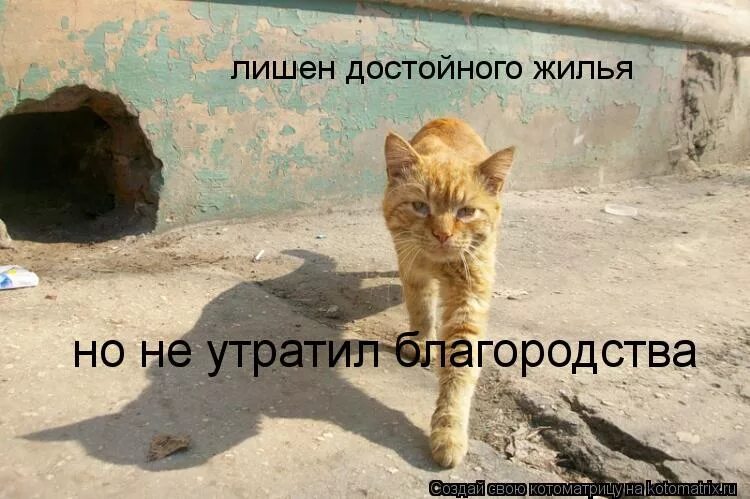 Моя территория. Моя территория тобольск. Моя территория мои правила. Моя территория мои правила. Плакат моя территория мои правила.