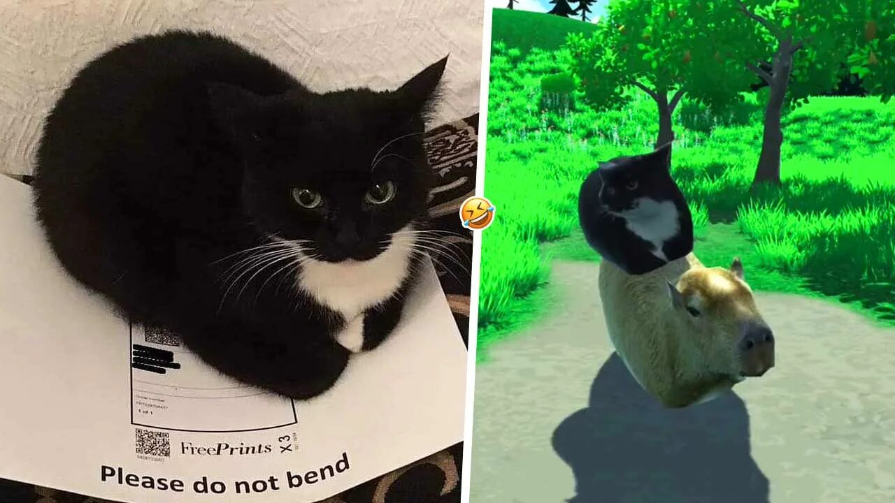 У меня живет культурный кот speed up. Черный кот Максвелл. Чёрно белый кот. Кот Мем. Мемы с кошками.