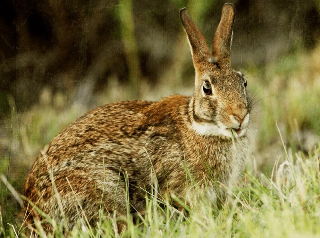 Кролик стучит задними лапами. Кролики. Swamp Rabbit. Кролик барабанит. Кролик барабанит лапами.