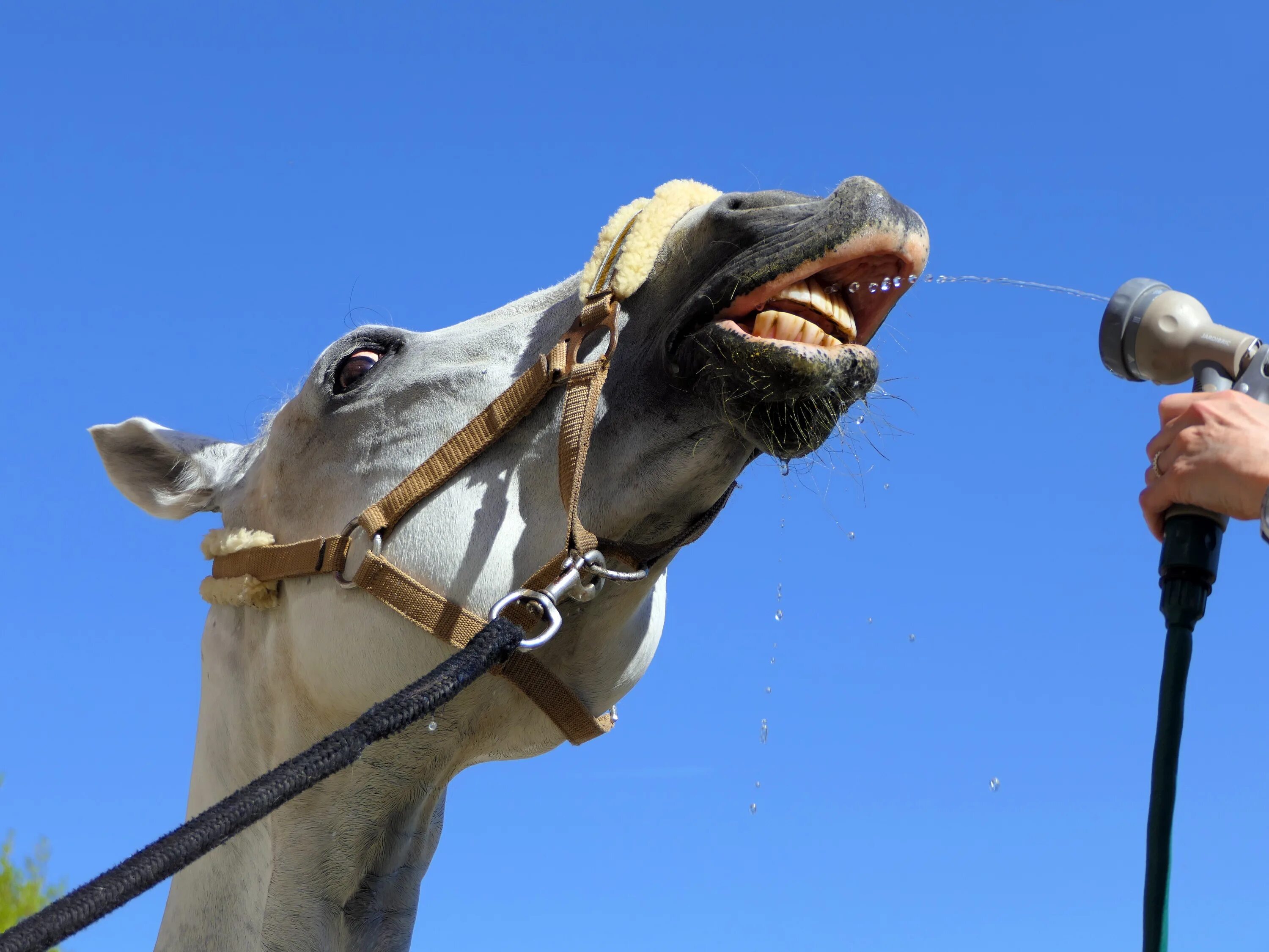 Horse drink. Конский шланг.