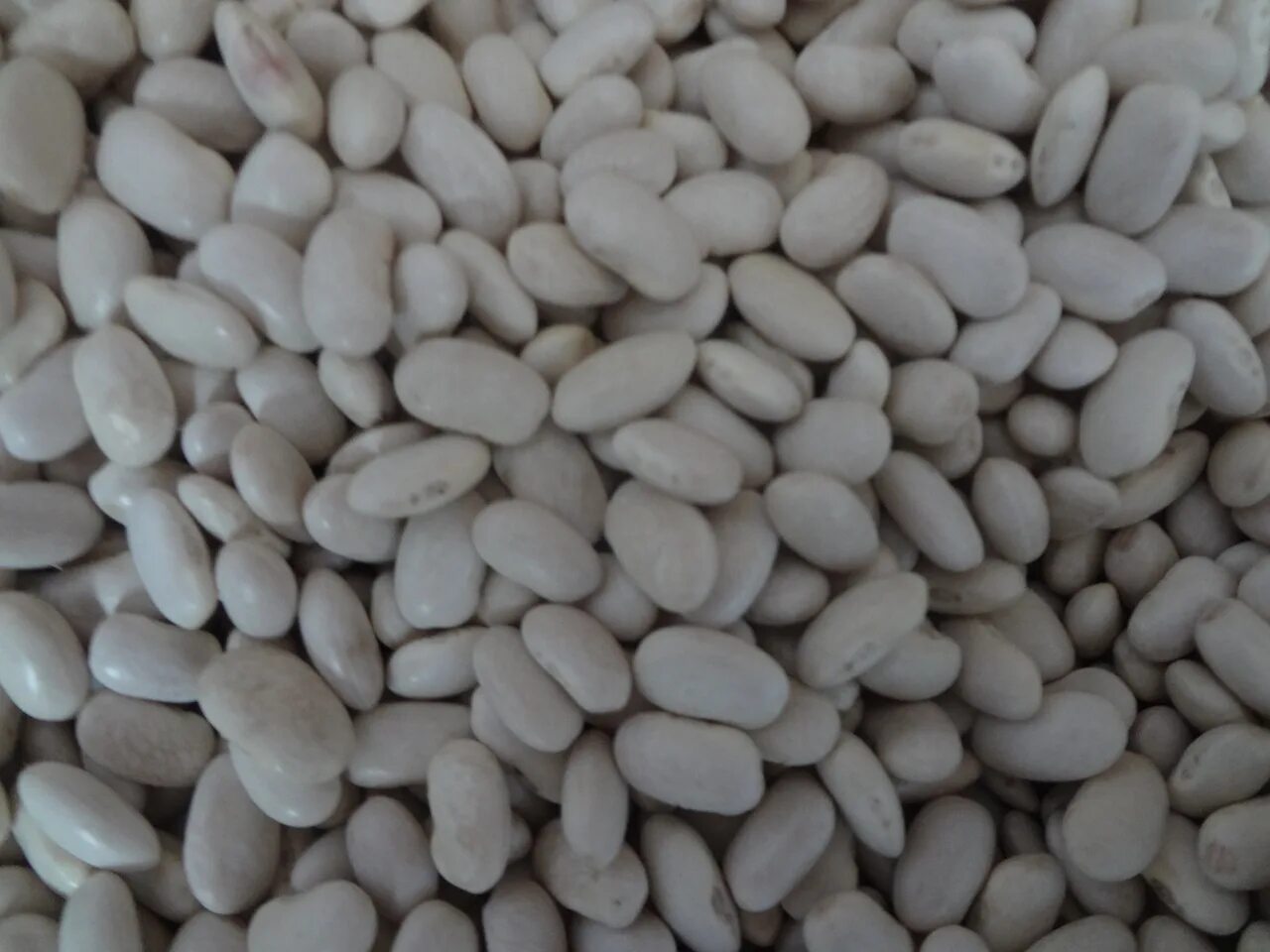 Чем отличается белая фасоль. Белый фасоль для диабетиков. Фасоль на белом фоне. Чем отличается белая фасоль. Фасоль.