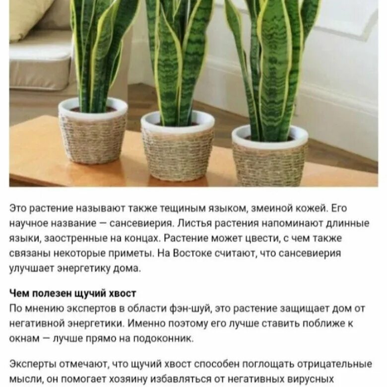 сансевиерия ханни мужегон. сансевиерия дома приметы. сансевиерия дома приметы. щучий хвост растение приметы и суеверия. сансевиерия дома приметы.