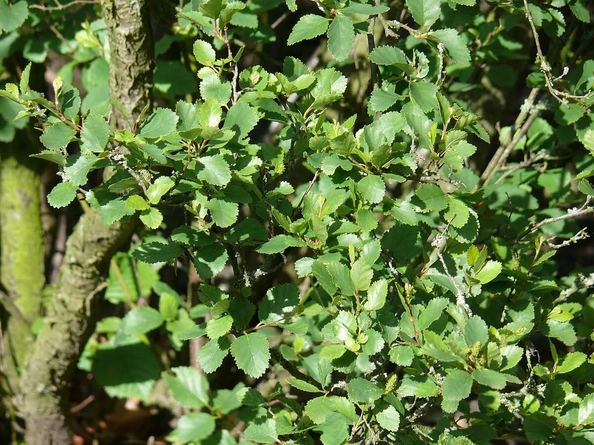 Береза приземистая Betula humilis. Береза низкая Betula humilis. Береза кустарниковая Betula fruticosa. Береза приземистая - Betula humilis Schrank. Береза приземистая