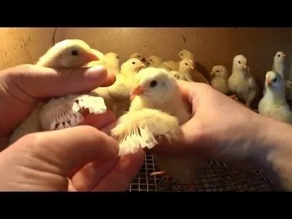 Включи видео цыпленка