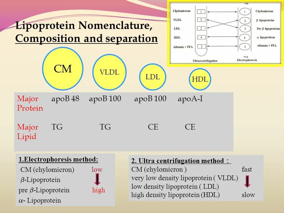 HDL lipoproteins. HDL норма. Composition of lipoproteins. HDL И LDL нормы.