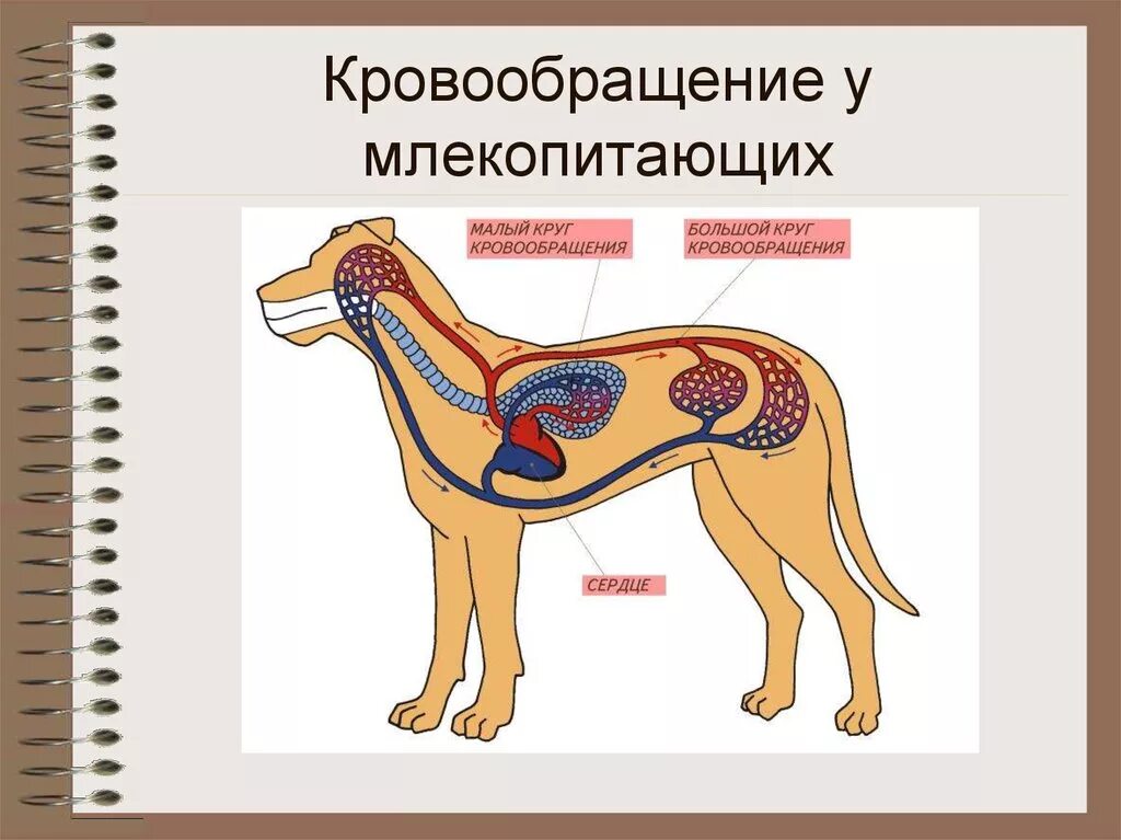 Кровеносная система млекопитающих схема. Круги кровообращения млекопитающих схема. Малый круг кровообращения у млекопитающих. Кровеносная система млекопитающих схема круги кровообращения.