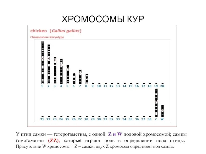 Половые хромосомы петуха