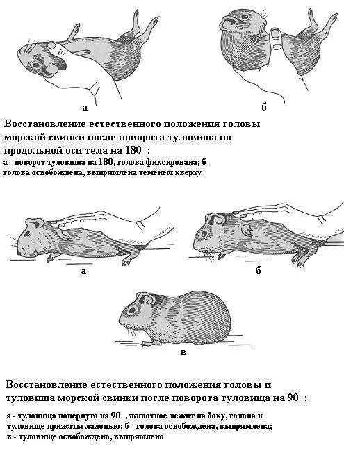 Строение хомяков. Строение органов морской свинки. Строение пищеварительной системы морских свинок. Мочеполовая система морских свинок. Внешнее строение морской свинки.