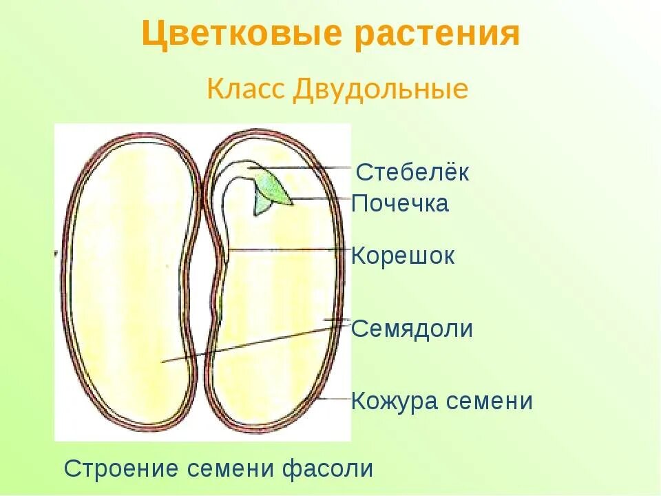 Из чего состоит семя биология. Строение двудольного семени фасоли. Строение семени двудольного растения. Семя двудольного растения фасоли. Строение зародыша семени двудольных.