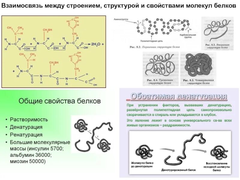 Свойства белковых молекул. Строение состав свойства взаимосвязь. Уровни организации белковых молекул денатурация. Денатурации липидов и белков.