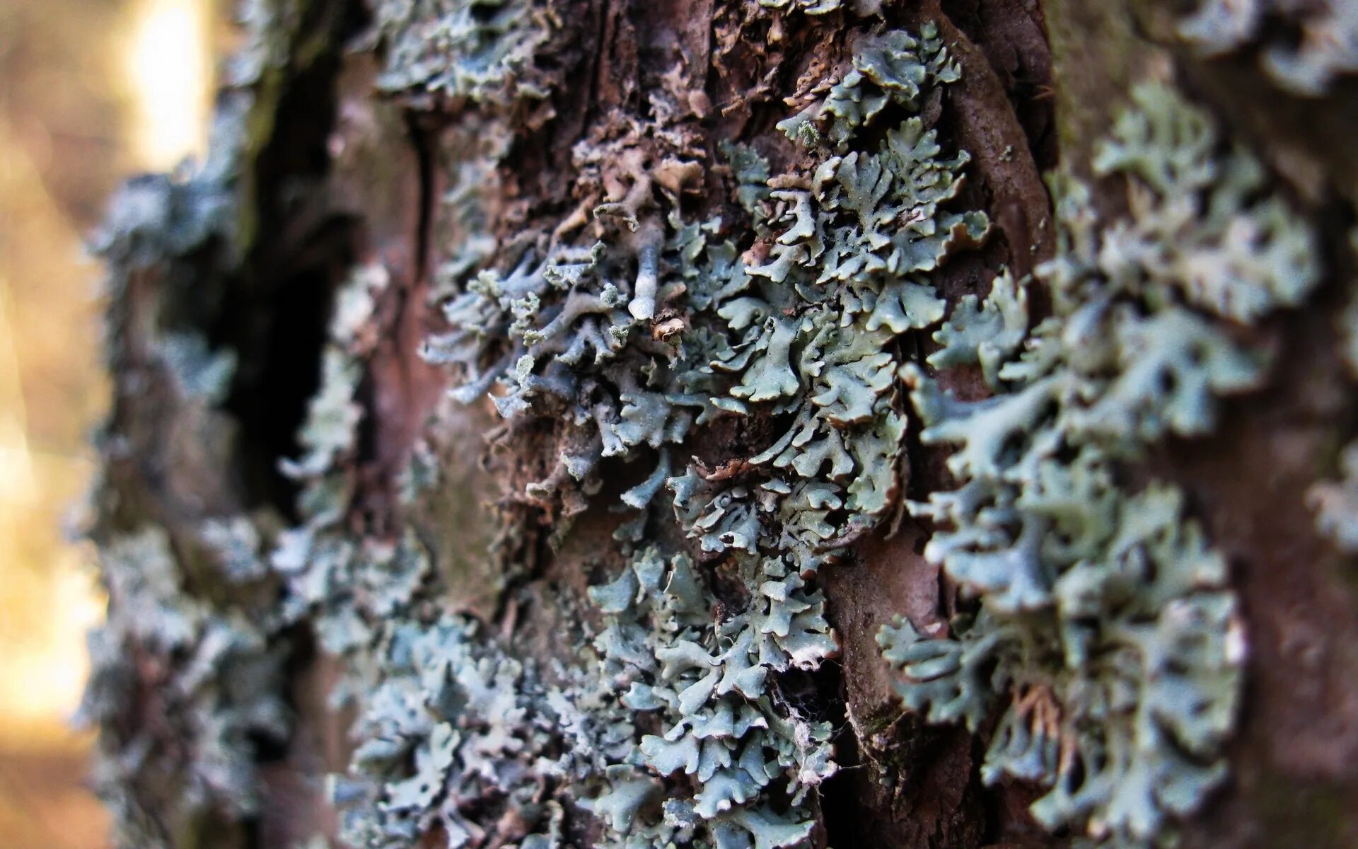 фунгус лишайник. древесный лишайник. лишайники эпифиты. лишайники сосна. уснея бородатая.