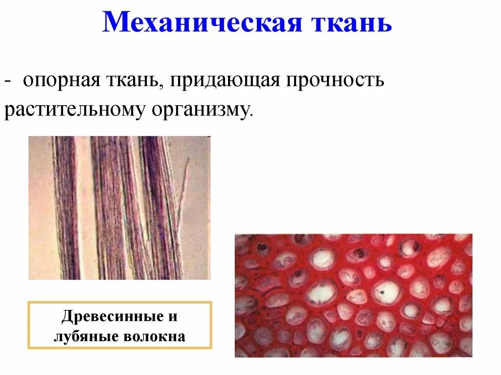 Волокна склеренхимы. Склереиды колленхима. Волокна механической ткани у растений. Колленхима лубяные волокна.