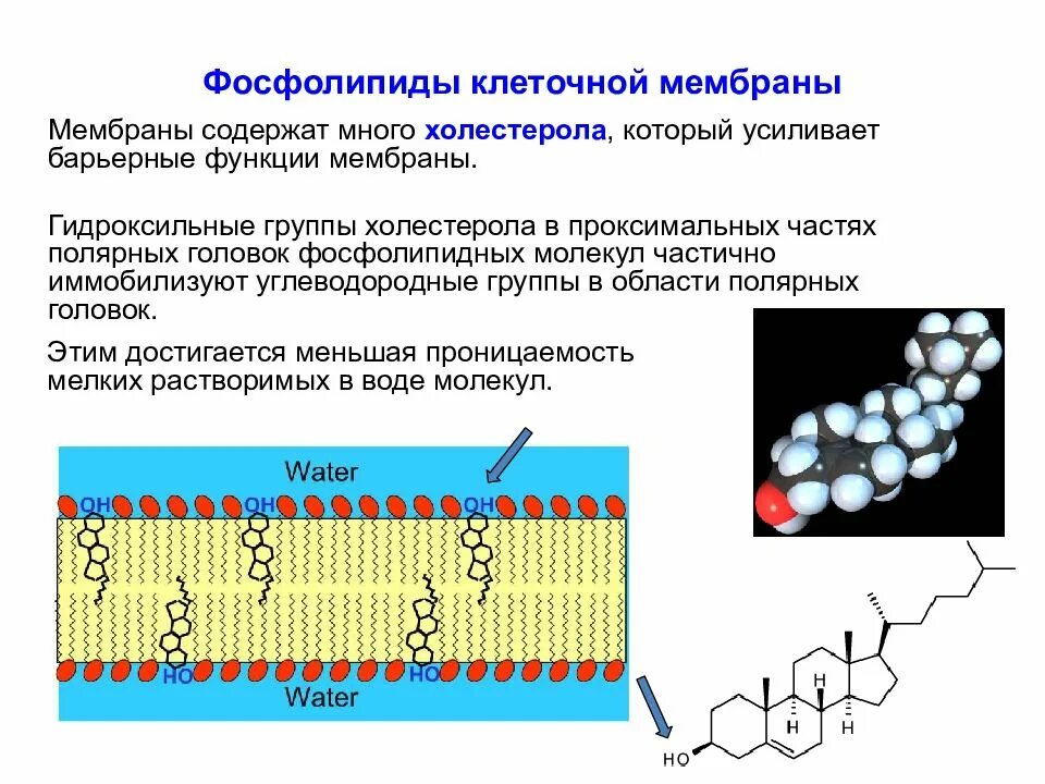 Слои образующие мембрану клетки. Фосфолипиды клеточной мембраны. Фосфолипид мембранный строение. Фосфолипид строение мембраны. Фосфолипидной мембраны функции.