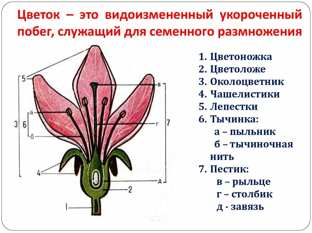 Цветоножка цветоложе околоцветник. Генеративные органы цветка. Цветок это видоизмененный укороченный побег служащий для. Цветок это видоизмененный укороченный.