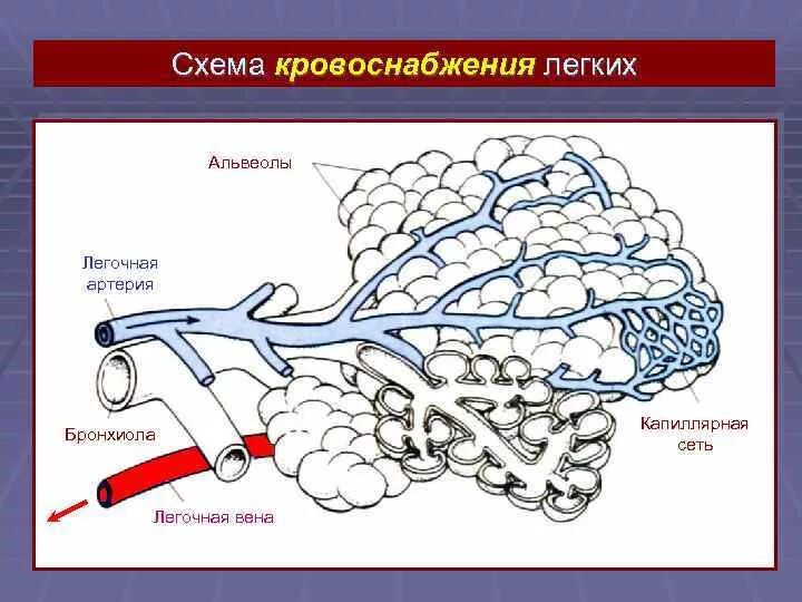 Схема легочного кровообращения. Бронхиальные артерии схема. Кровоснабжение легких. Схема кровоснабжения легки.