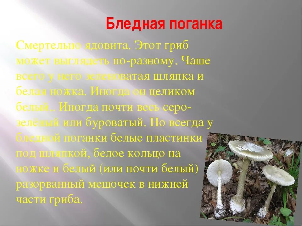 Подготовить сообщение о любых ядовитых грибах. Опасный гриб бледная поганка. Бледная поганка гриб. Бледная поганка шляпка снизу. Грибы рассказ бледная поганка.