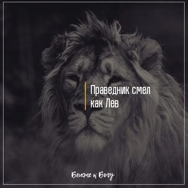 Будь сильным как лев. Смел как Лев. Праведник смел как Лев. Я смел как Лев. Праведник смел как Лев картинки.