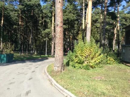 Сосновый бор рядом