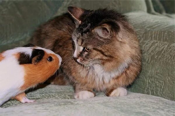 Морская свинка и кошка. Кот и морская Свинка. Морская Свинка и хомяк. Морская Свинка с котиком. Котёнок и хомячок.