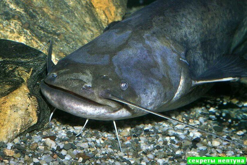 Сом почем. Silurus glanis рыба. обыкнове́нный сом silurus glanis). европейский сом silurus glanis. сомик речной.