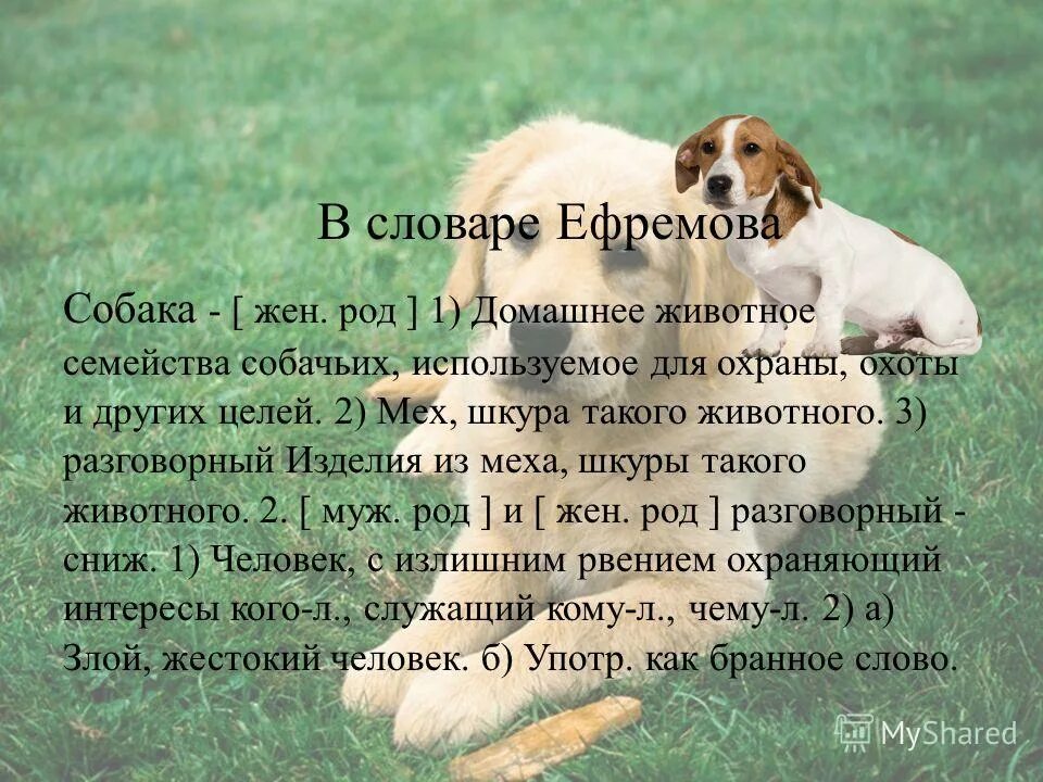 Прочитайте слова dog. Слово собака. Текст про собаку. Рассказ со словом собака. Проект о слове собака.