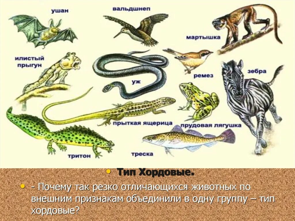 Представитель высших позвоночных приспособленных к развитию. Хордовые позвоночные систематика. Хордовые Подтип позвоночные. Классы хордовых позвоночных животных. Класс пресмыкающиеся Тип Хордовые.