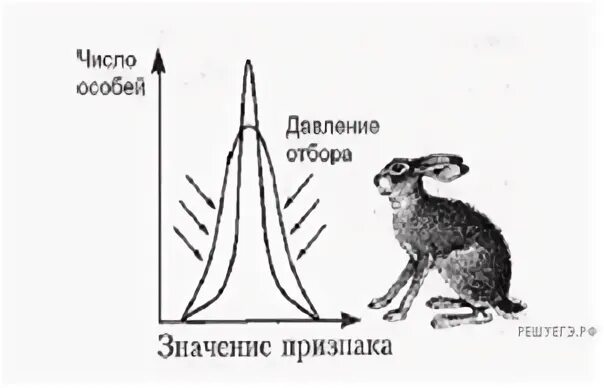 Пользуясь рисунком определите какую форму отбора. Пользуясь рисунком определите какую форму отбора