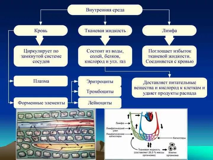 Состав крови постоянство внутренней среды таблица Приложение, рабочий лист к уроку по теме "Кровь и внутренняя среда организма" 8