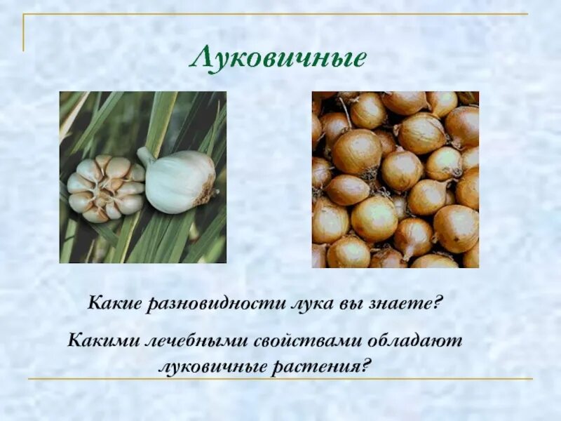Виды луковиц. Свойства луковицы растений. Какими лечебными свойствами обладает лук. Какими полезными свойствами обладают