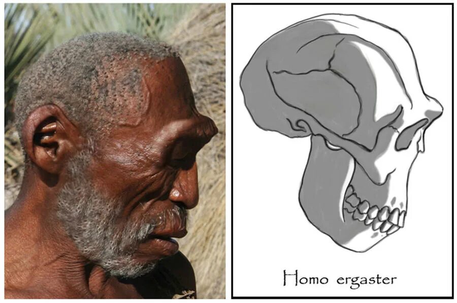 Homo ergaster