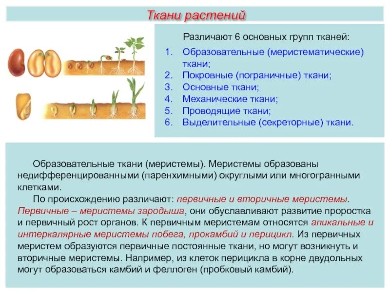 Меристематические ткани растений. Вторичная образовательная ткань. Первичные и вторичные меристемы. Первичные и вторичные ткани. Первичные и вторичные образовательные ткани.