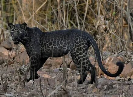 Леопард черный